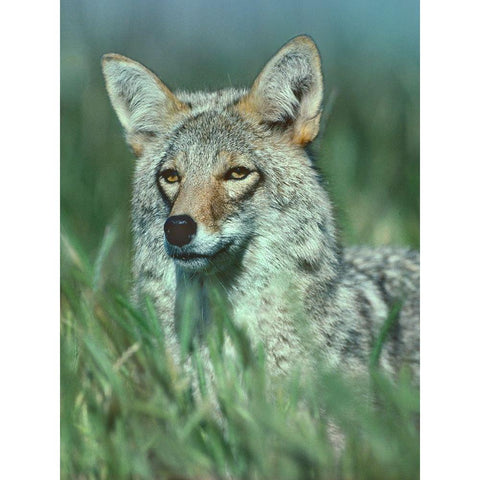 Coyote Grass Black Modern Wood Framed Art Print with Double Matting by Fitzharris, Tim