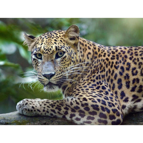 Leopard White Modern Wood Framed Art Print by Fitzharris, Tim