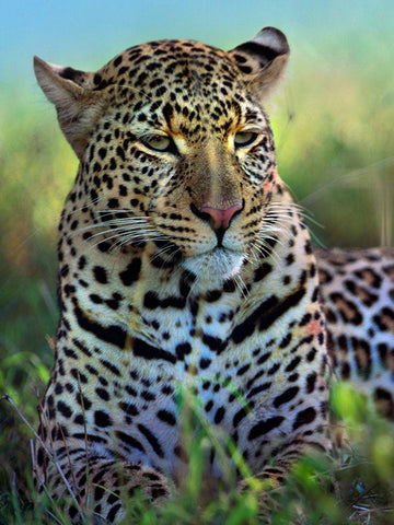 Leopard-Masai Mara Reserve-Kenya White Modern Wood Framed Art Print with Double Matting by Fitzharris, Tim