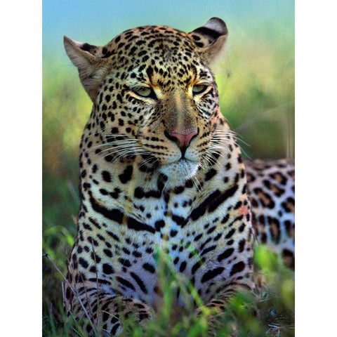 Leopard-Masai Mara Reserve-Kenya Gold Ornate Wood Framed Art Print with Double Matting by Fitzharris, Tim