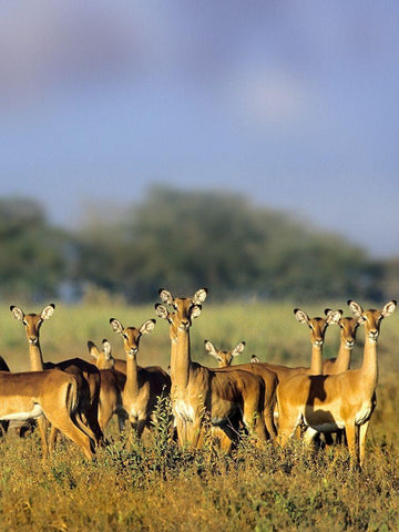 Impala herd-Amboseli National Park-Kenya White Modern Wood Framed Art Print with Double Matting by Fitzharris, Tim