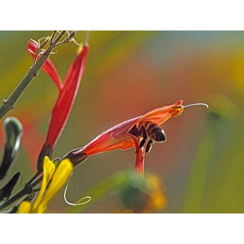 Honey Bee in chuparosa Gold Ornate Wood Framed Art Print with Double Matting by Fitzharris, Tim