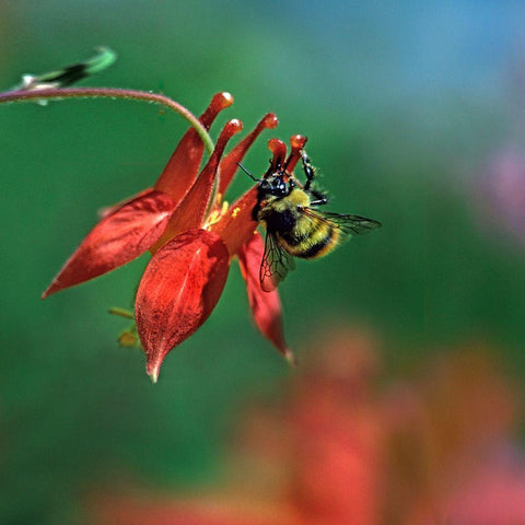 Bee on wild columbine-Mount Rainier-Washington Black Modern Wood Framed Art Print with Double Matting by Fitzharris, Tim