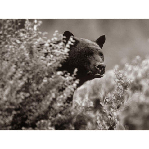 Black bear in underbrush Sepia Black Modern Wood Framed Art Print with Double Matting by Fitzharris, Tim