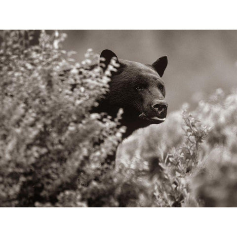 Black bear in underbrush Sepia Gold Ornate Wood Framed Art Print with Double Matting by Fitzharris, Tim