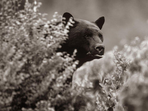 Black bear in underbrush Sepia Black Ornate Wood Framed Art Print with Double Matting by Fitzharris, Tim