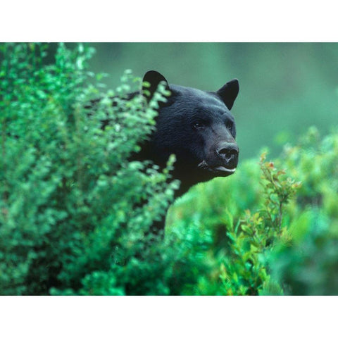 Black bear in underbrush Black Modern Wood Framed Art Print by Fitzharris, Tim