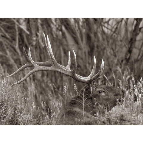 Bull elk-Colorado Sepia Black Modern Wood Framed Art Print with Double Matting by Fitzharris, Tim