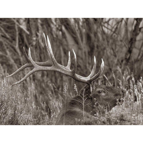 Bull elk-Colorado Sepia Gold Ornate Wood Framed Art Print with Double Matting by Fitzharris, Tim