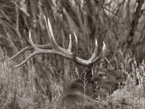 Bull elk-Colorado Sepia White Modern Wood Framed Art Print with Double Matting by Fitzharris, Tim