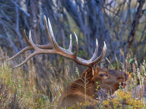 Bull elk-Colorado Black Ornate Wood Framed Art Print with Double Matting by Fitzharris, Tim