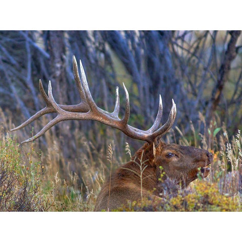 Bull elk-Colorado White Modern Wood Framed Art Print by Fitzharris, Tim