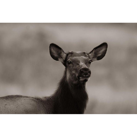 Female elk-Colorado Sepia White Modern Wood Framed Art Print by Fitzharris, Tim