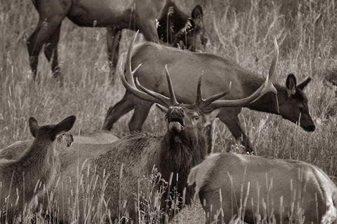 Bull elk bugling with harem-Colorado Sepia Black Ornate Wood Framed Art Print with Double Matting by Fitzharris, Tim