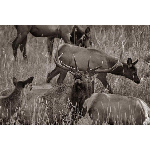 Bull elk bugling with harem-Colorado Sepia Black Modern Wood Framed Art Print with Double Matting by Fitzharris, Tim