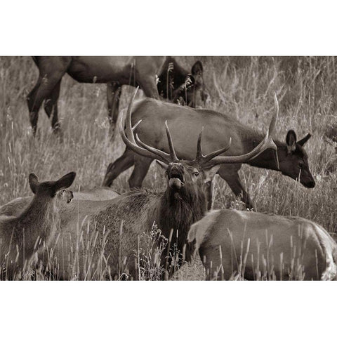 Bull elk bugling with harem-Colorado Sepia Black Modern Wood Framed Art Print by Fitzharris, Tim
