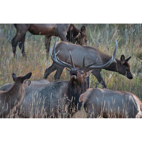 Bull elk bugling with harem-Colorado Gold Ornate Wood Framed Art Print with Double Matting by Fitzharris, Tim