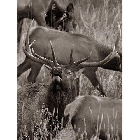 Bull elk bugling with harem-Colorado Sepia Black Modern Wood Framed Art Print by Fitzharris, Tim