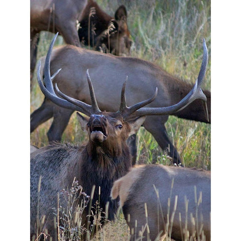 Bull elk bugling with harem-Colorado White Modern Wood Framed Art Print by Fitzharris, Tim