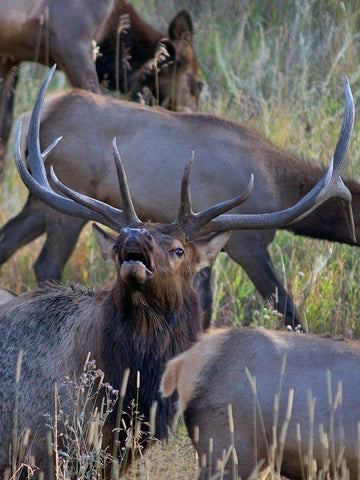 Bull elk bugling with harem-Colorado White Modern Wood Framed Art Print with Double Matting by Fitzharris, Tim