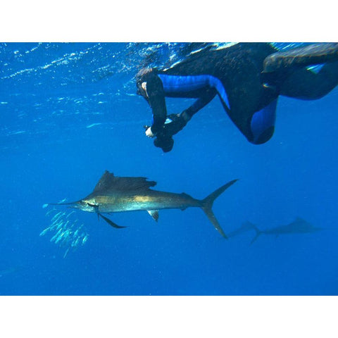 Sailfish-diver and sardines-Isla Mujeres-Mexico White Modern Wood Framed Art Print by Fitzharris, Tim