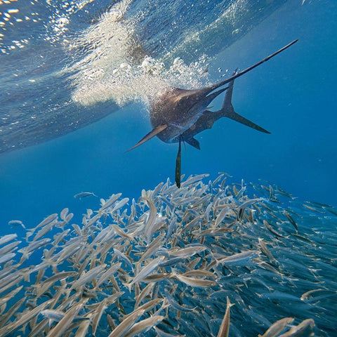 Sailfish and sardines-Isla Mujeres-Mexico Black Modern Wood Framed Art Print with Double Matting by Fitzharris, Tim