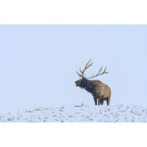 Bugling Elk-Yellowstone National Park-Wyoming White Modern Wood Framed Art Print by Fitzharris, Tim