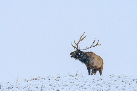 Bugling Elk-Yellowstone National Park-Wyoming White Modern Wood Framed Art Print with Double Matting by Fitzharris, Tim