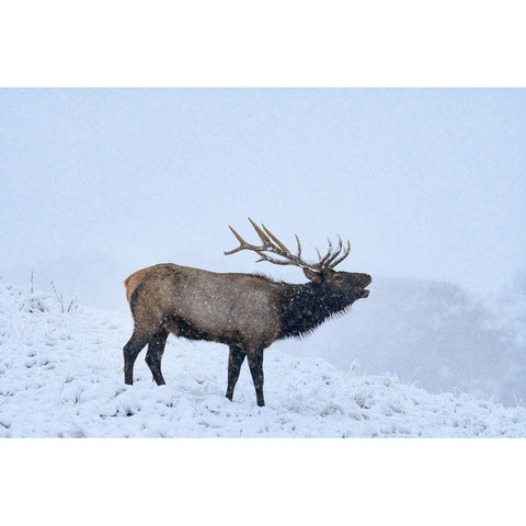 Bugling Elk-Yellowstone National Park-Wyoming Black Modern Wood Framed Art Print with Double Matting by Fitzharris, Tim