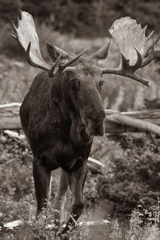 Bull moose-Glacier National Park-Montana, Black Ornate Wood Framed Art Print with Double Matting by Fitzharris, Tim
