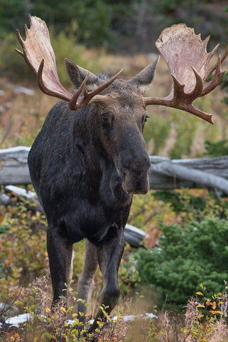 Bull moose-Glacier National Park-Montana, Black Ornate Wood Framed Art Print with Double Matting by Fitzharris, Tim