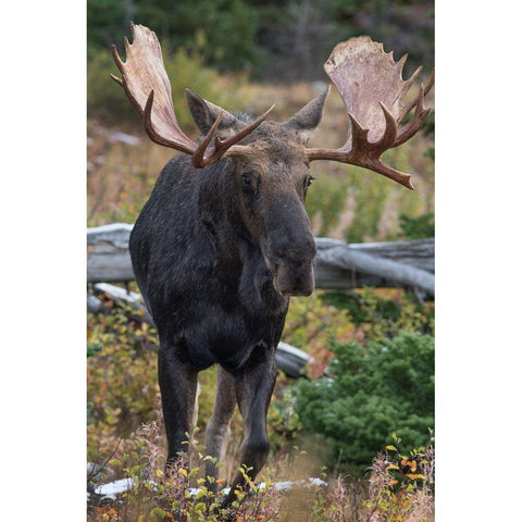 Bull moose-Glacier National Park-Montana, Black Modern Wood Framed Art Print with Double Matting by Fitzharris, Tim