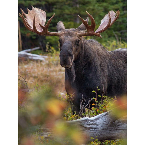 Bull moose-Glacier National Park-Montana, Black Modern Wood Framed Art Print by Fitzharris, Tim