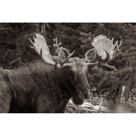 Bull moose-Rocky Mountains Glacier National Park-Montana Gold Ornate Wood Framed Art Print with Double Matting by Fitzharris, Tim