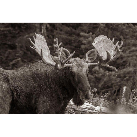 Bull moose-Rocky Mountains Glacier National Park-Montana Black Modern Wood Framed Art Print by Fitzharris, Tim