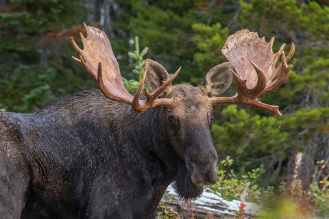 Bull moose-Rocky Mountains Glacier National Park-Montana White Modern Wood Framed Art Print with Double Matting by Fitzharris, Tim