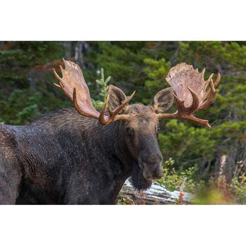 Bull moose-Rocky Mountains Glacier National Park-Montana Gold Ornate Wood Framed Art Print with Double Matting by Fitzharris, Tim