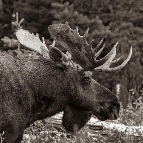 Bull moose-Glacier National Park-Montana, White Modern Wood Framed Art Print with Double Matting by Fitzharris, Tim