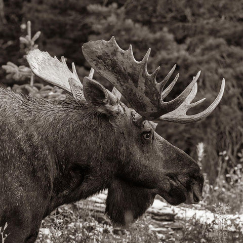Bull moose-Glacier National Park-Montana, White Modern Wood Framed Art Print by Fitzharris, Tim