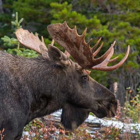 Bull moose-Glacier National Park-Montana, White Modern Wood Framed Art Print with Double Matting by Fitzharris, Tim