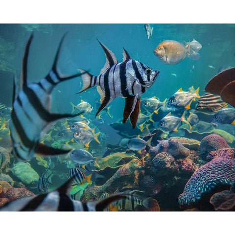 Angel fish and fusiliers-Perth Aquarium-Australia Black Modern Wood Framed Art Print by Fitzharris, Tim