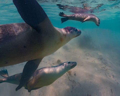 Australian sea lion-Jurien Bay-Australia White Modern Wood Framed Art Print with Double Matting by Fitzharris, Tim