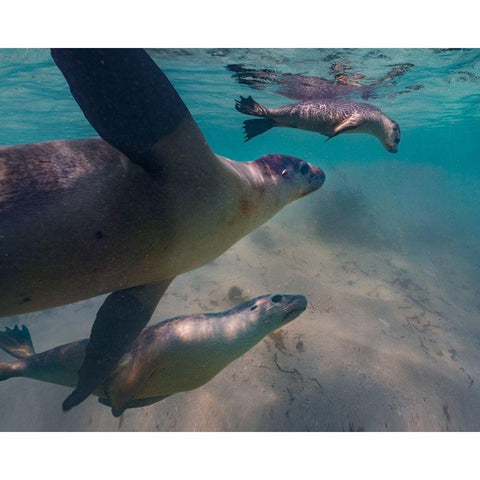 Australian sea lion-Jurien Bay-Australia White Modern Wood Framed Art Print by Fitzharris, Tim