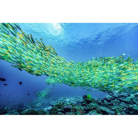 Yellow snapper school-Miniloc Island-Palawan-Philippines Black Modern Wood Framed Art Print with Double Matting by Fitzharris, Tim