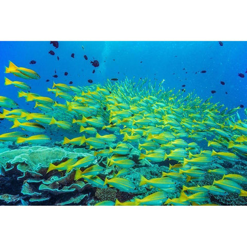 Yellow snapper school-Miniloc Island-Palawan-Philippines Gold Ornate Wood Framed Art Print with Double Matting by Fitzharris, Tim