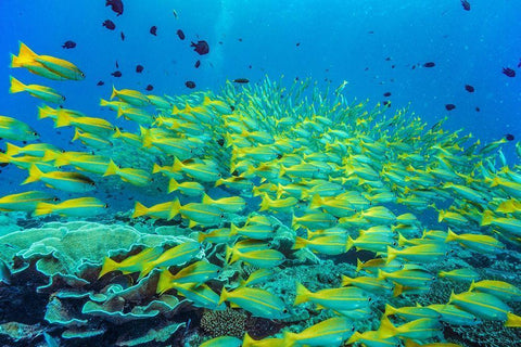 Yellow snapper school-Miniloc Island-Palawan-Philippines White Modern Wood Framed Art Print with Double Matting by Fitzharris, Tim