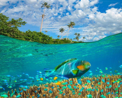 Blue chromis and coral at palm tree Bukai Beach-Palawan-Philippines Black Ornate Wood Framed Art Print with Double Matting by Fitzharris, Tim