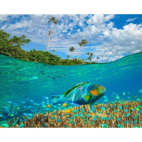 Blue chromis and coral at palm tree Bukai Beach-Palawan-Philippines White Modern Wood Framed Art Print by Fitzharris, Tim