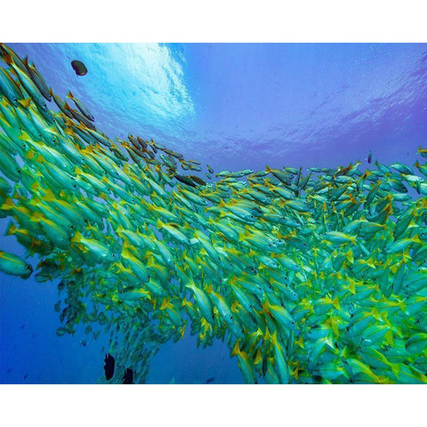 Yellow snapper school-Miniloc Island-Palawan-Philippines White Modern Wood Framed Art Print by Fitzharris, Tim