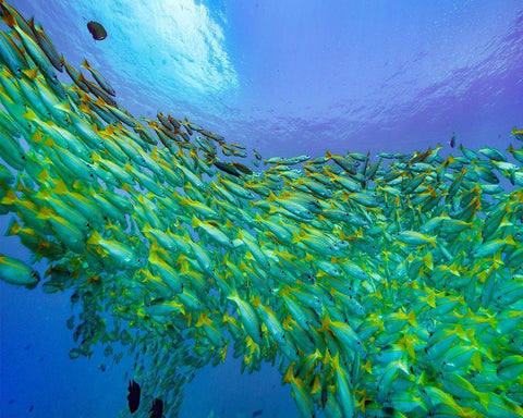 Yellow snapper school-Miniloc Island-Palawan-Philippines White Modern Wood Framed Art Print with Double Matting by Fitzharris, Tim